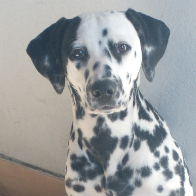 Apolo